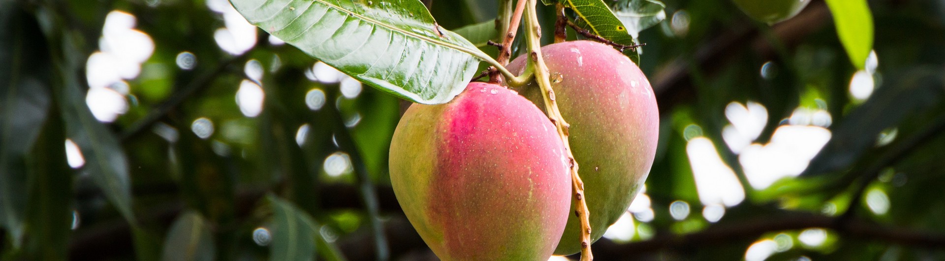 Mangifera indica