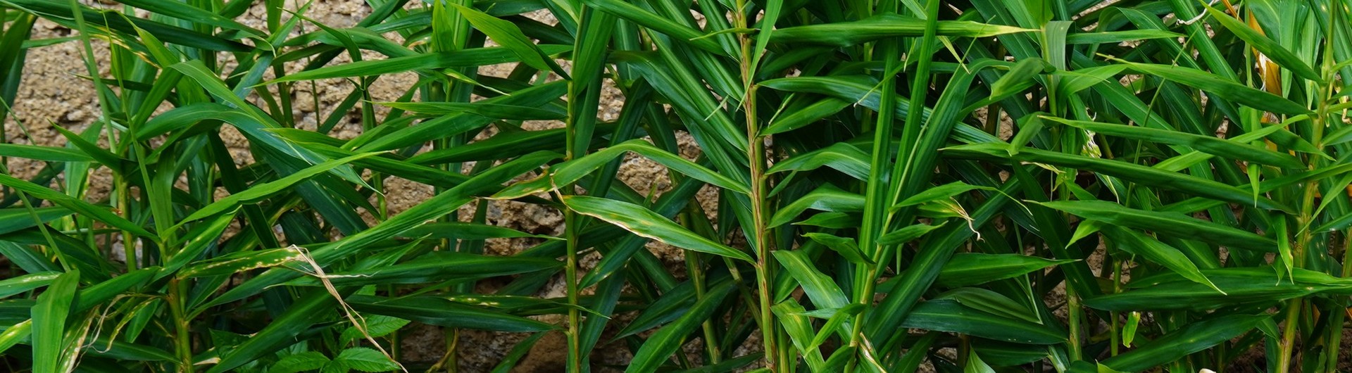 gingembre plants