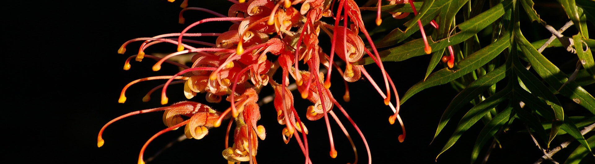 Le Grevillea