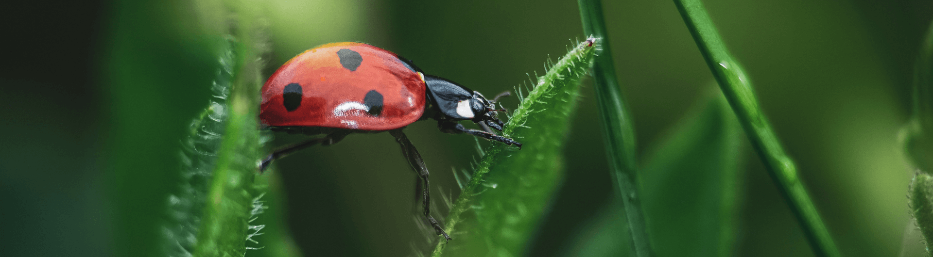 Biodiversity and botany