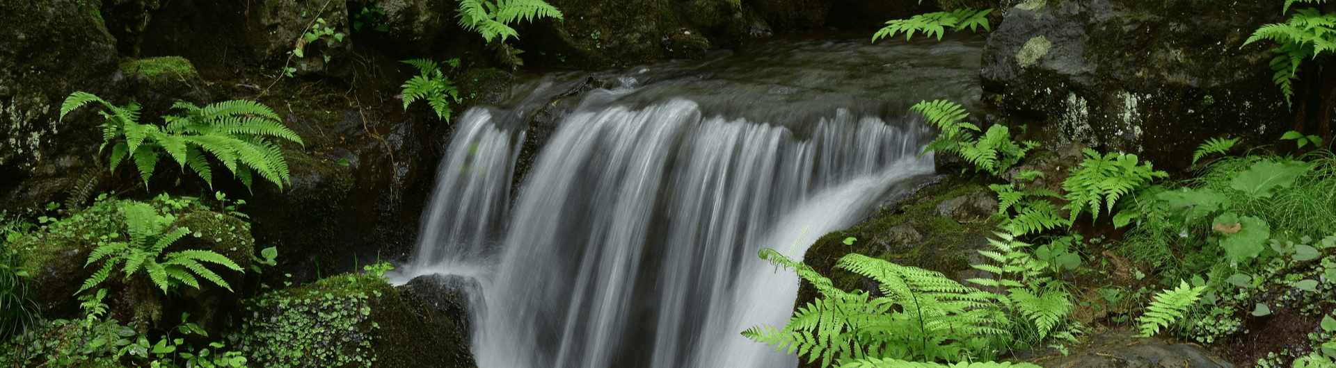 The biodiversity of a river