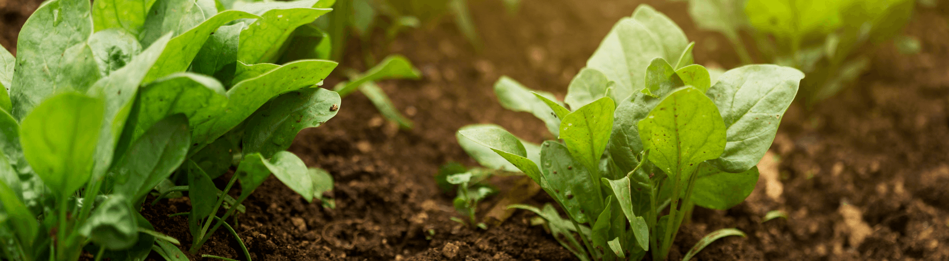 What is organic farming?