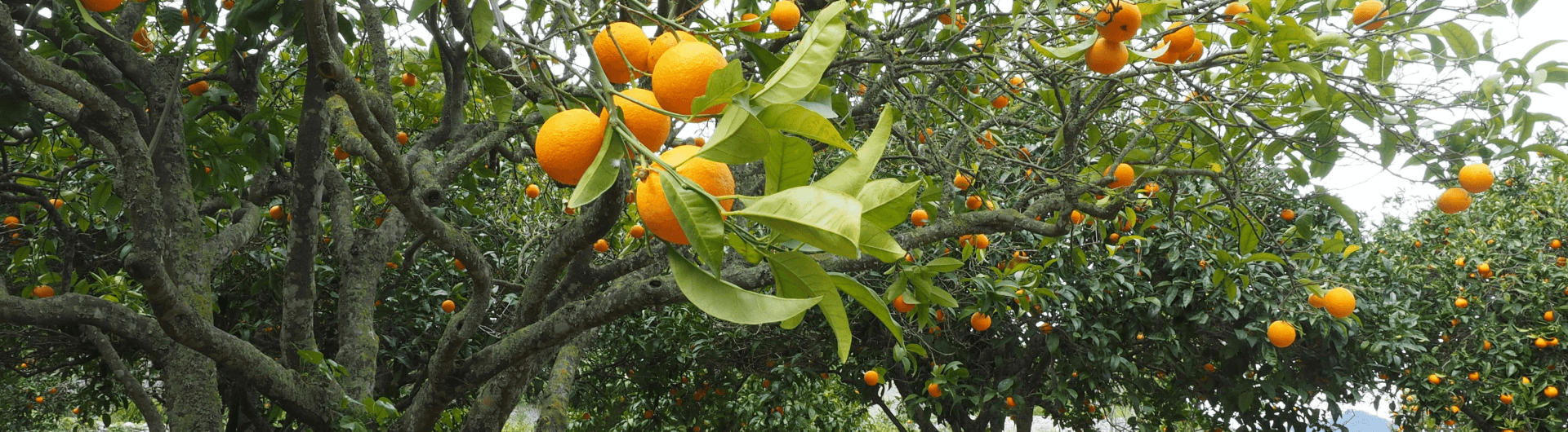 The biodiversity of an orchard