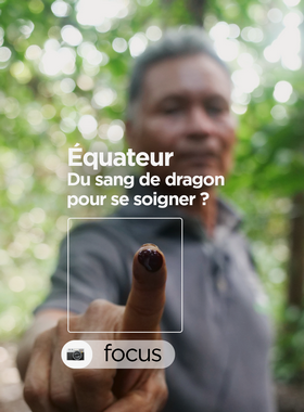 Equateur : Du sang de dragon pour se soigner ?