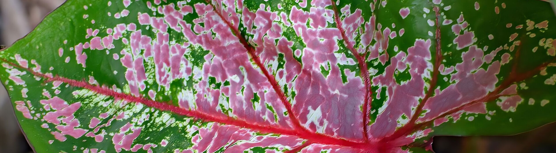 Le Caladium