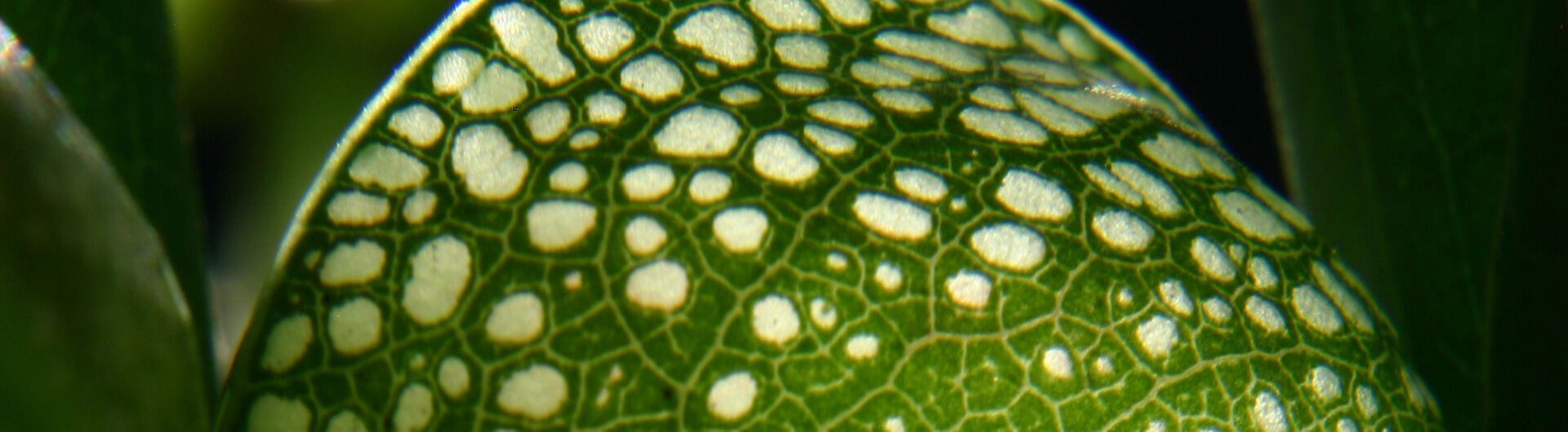 LeLis cobra ou Plante cobra