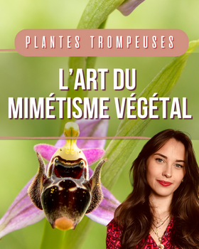 L'art du mimétisme végétal