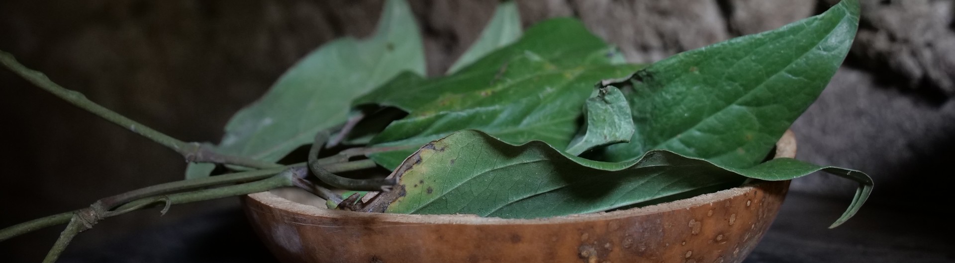 Plantes médicinales : comprendre, transmettre, préserver