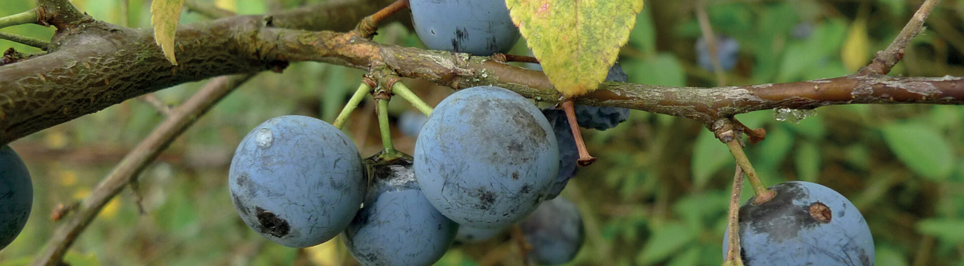 Le Prunellier sauvage