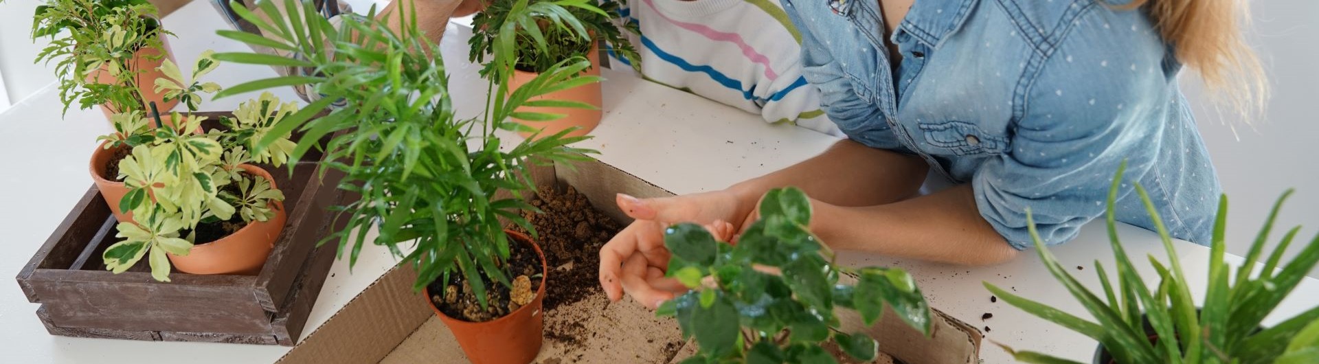 plantes, cagette, enfant