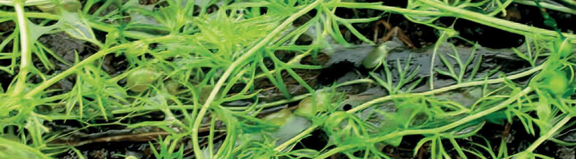 Utricularia-ochroleuca