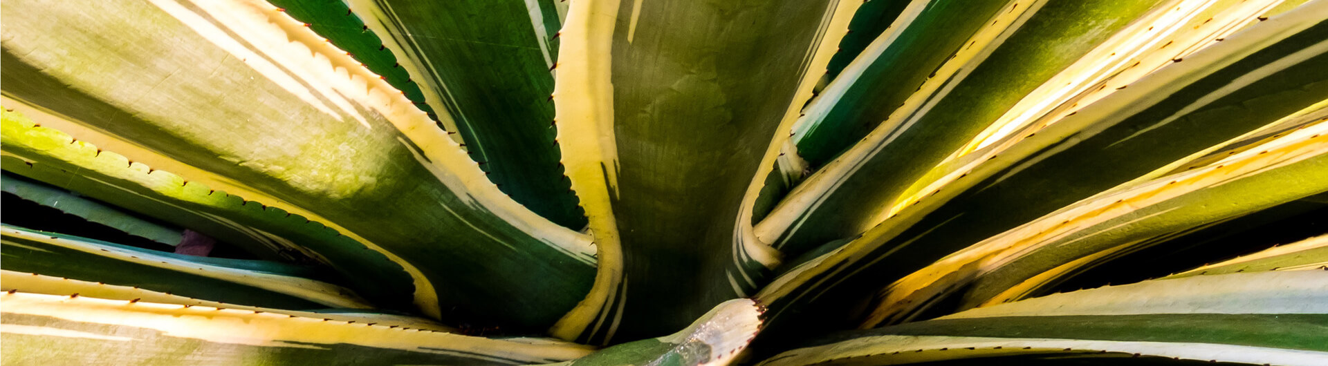 L'Agave