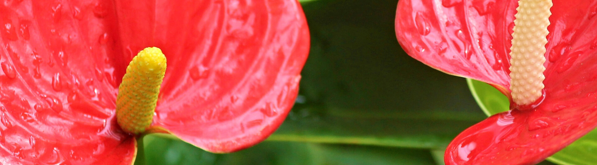 L'Anthurium