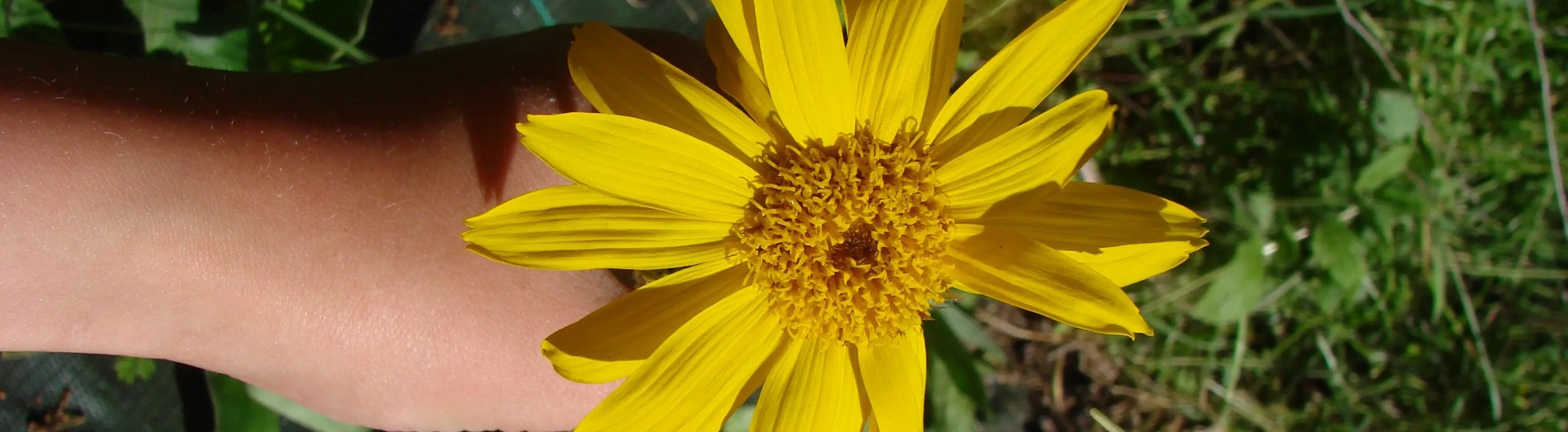 arnica