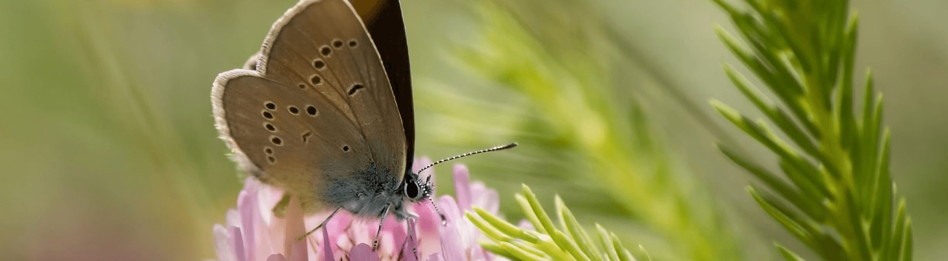 Quelle biodiversité pour demain ?