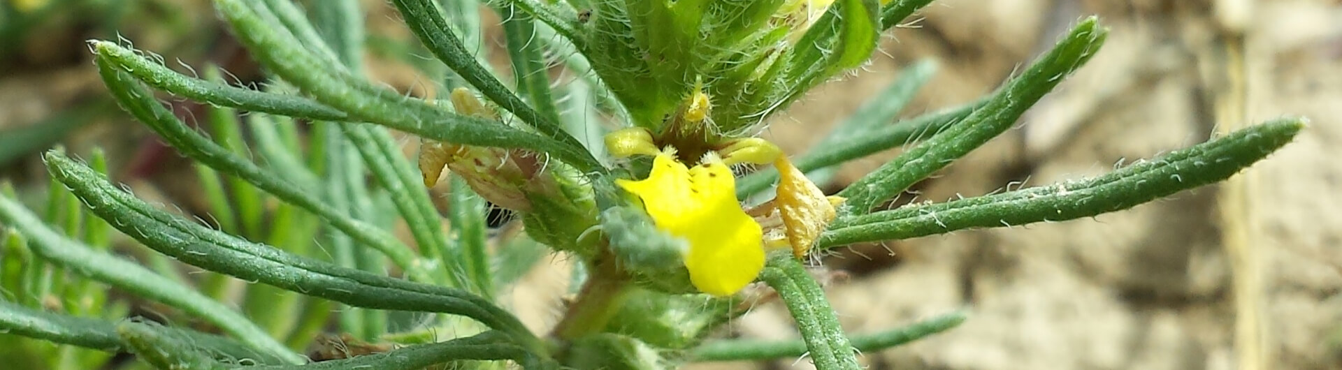 Le Bugle petit-pin - Bugle jaune