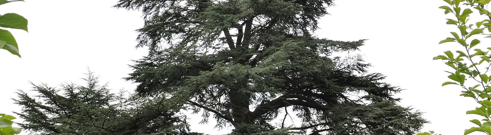 Le Cèdre du Liban