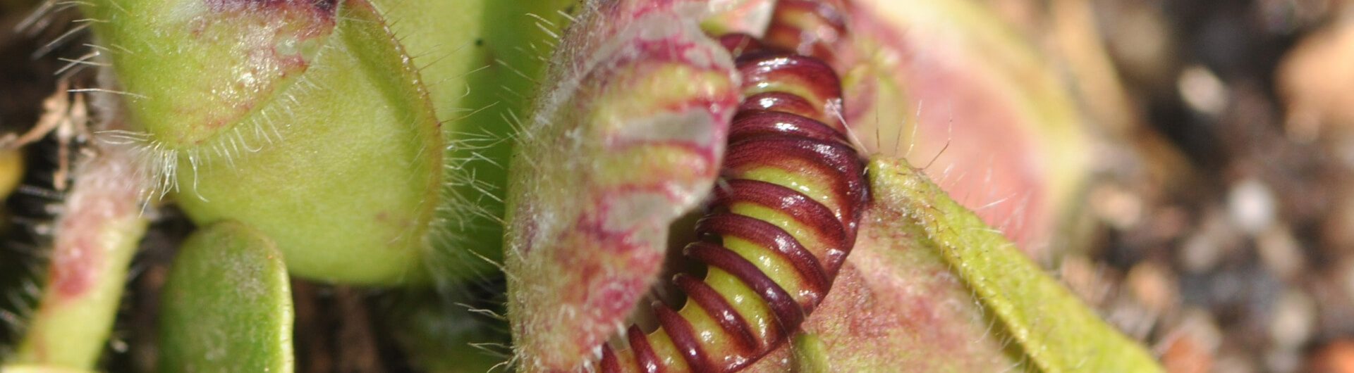 Le Cephalotus