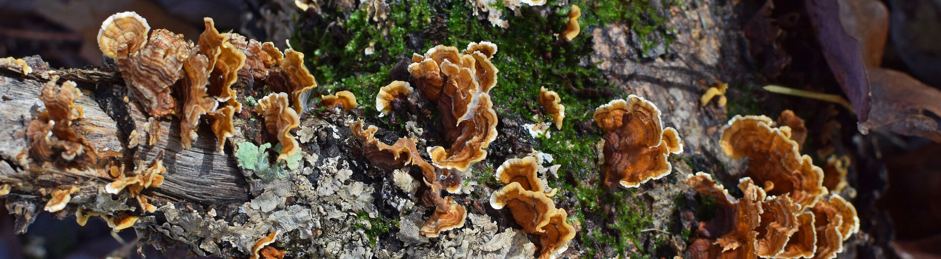 champignons et lichens