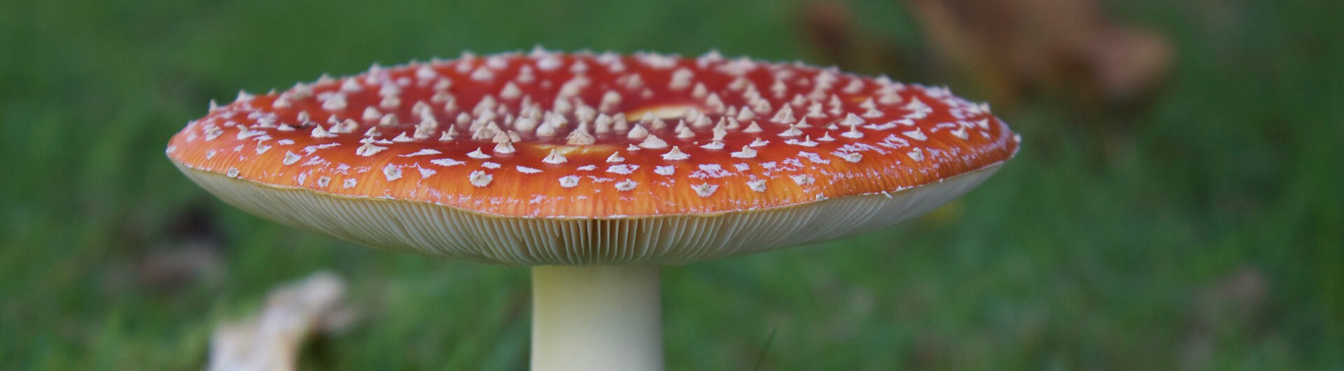 champignons toxiques