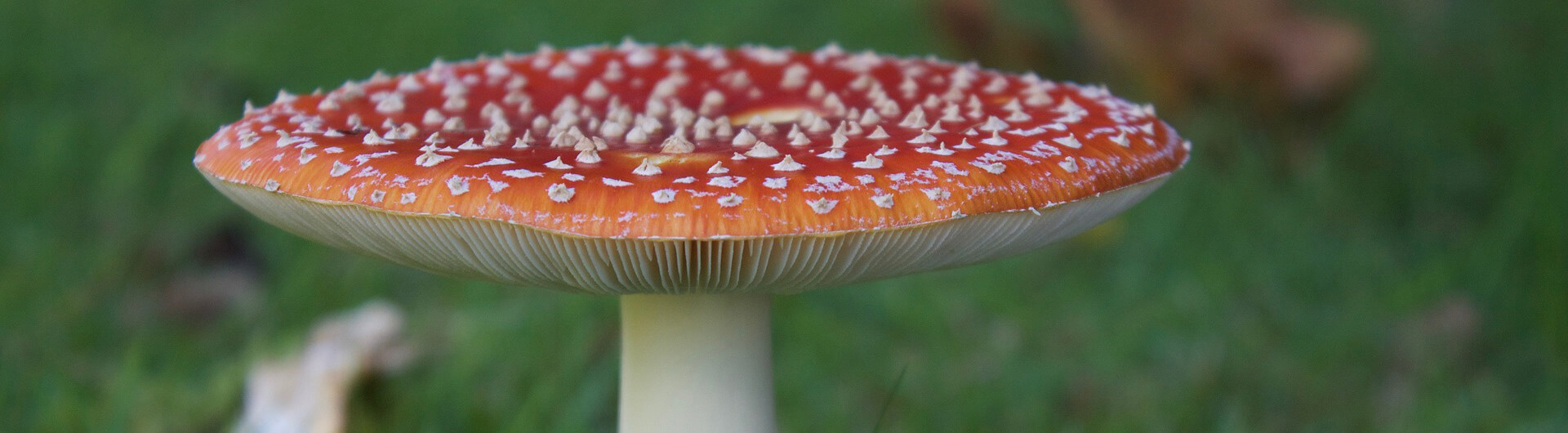 Quels sont les champignons les plus toxiques ?