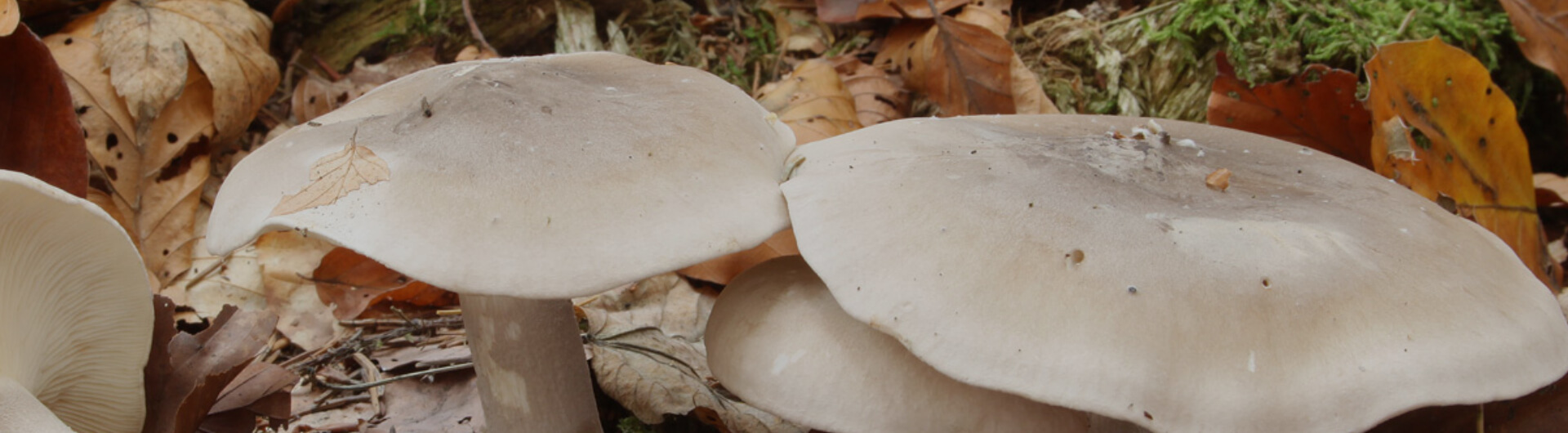 Les Champignons De La Calotte En Forme D'entonnoir Blanc Clips Vidéos -  Vidéo du forêt, légumes: 214464693