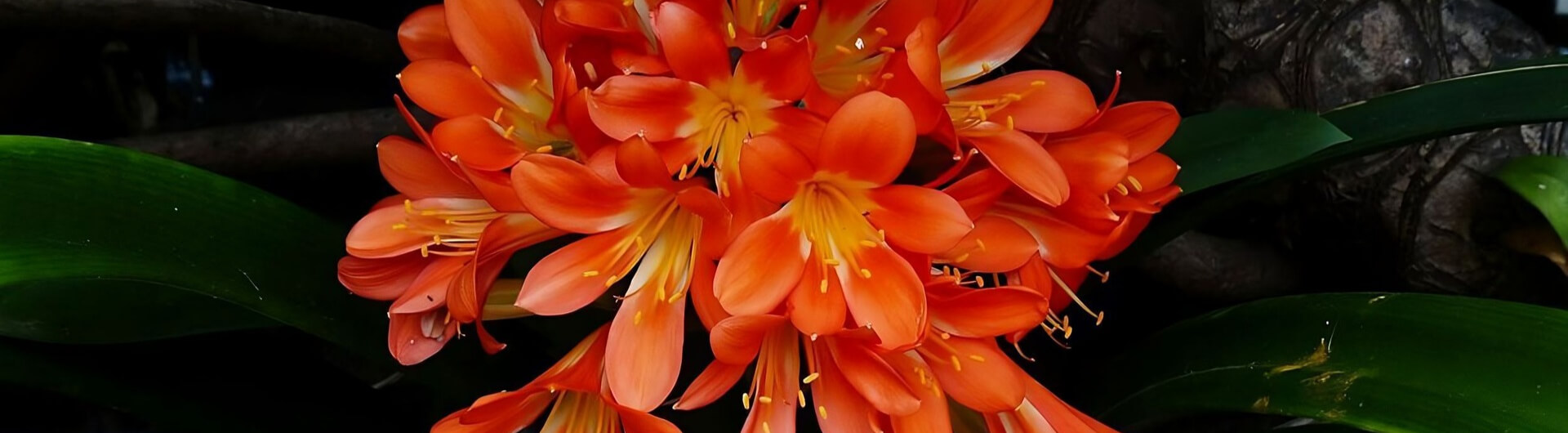 Le Clivia