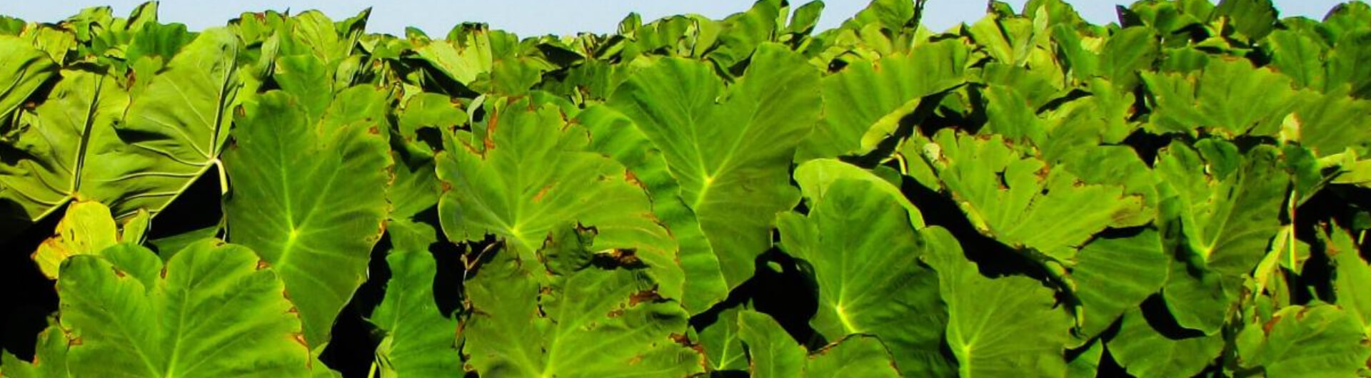 Le Colocasia