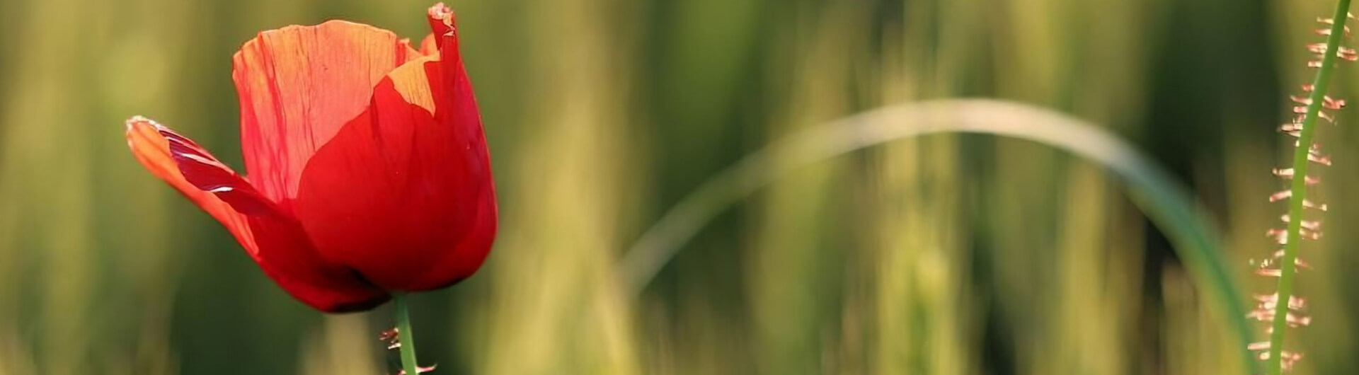 Farmland flowers