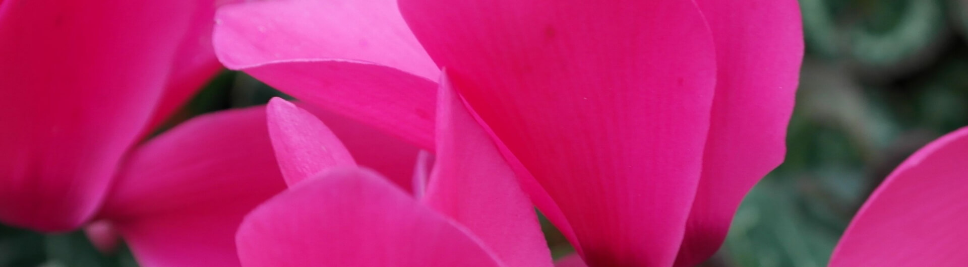 le cyclamen