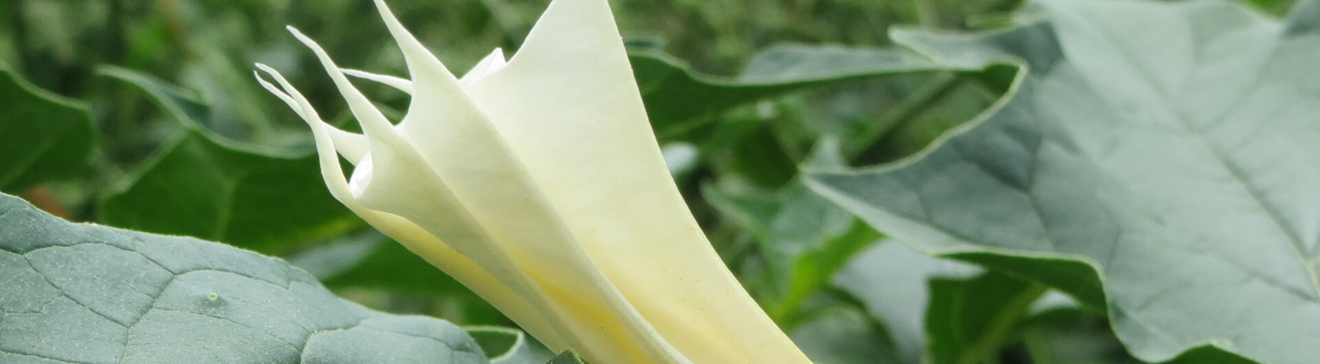 Datura stramoine