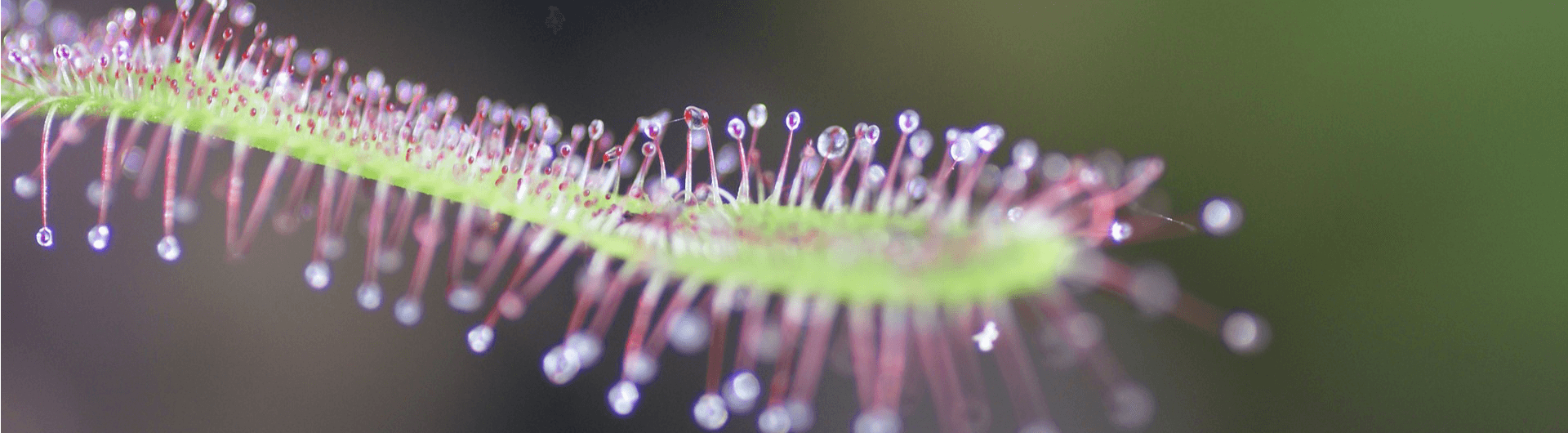 Comment fonctionnent les plantes carnivores?