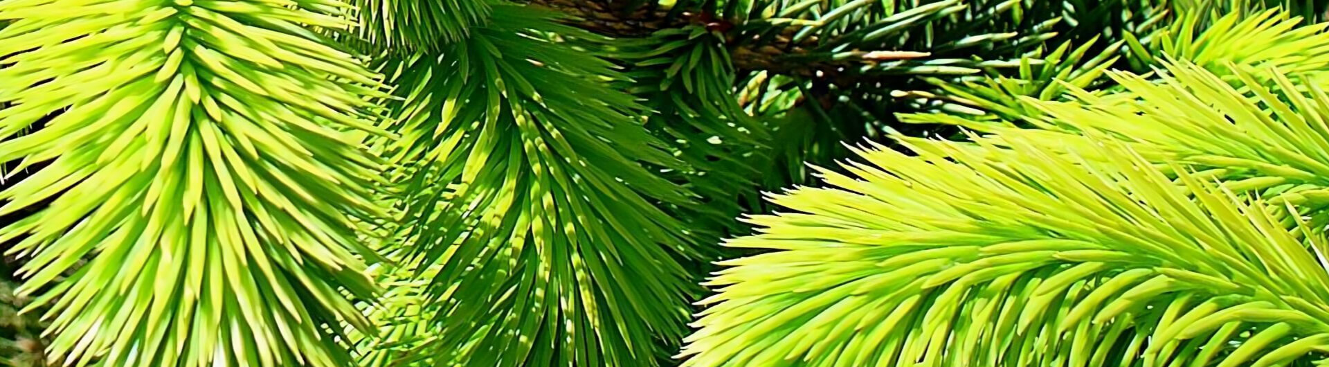The main characteristics of conifers
