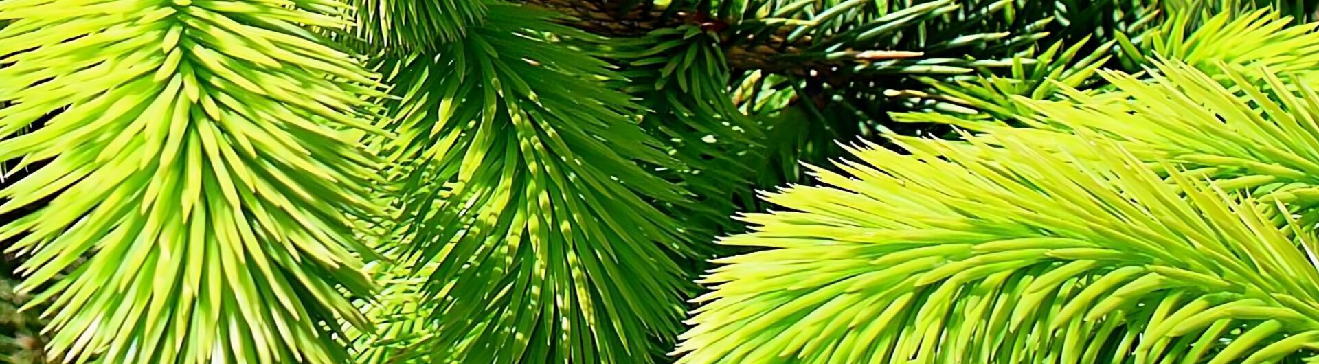 conifers plant