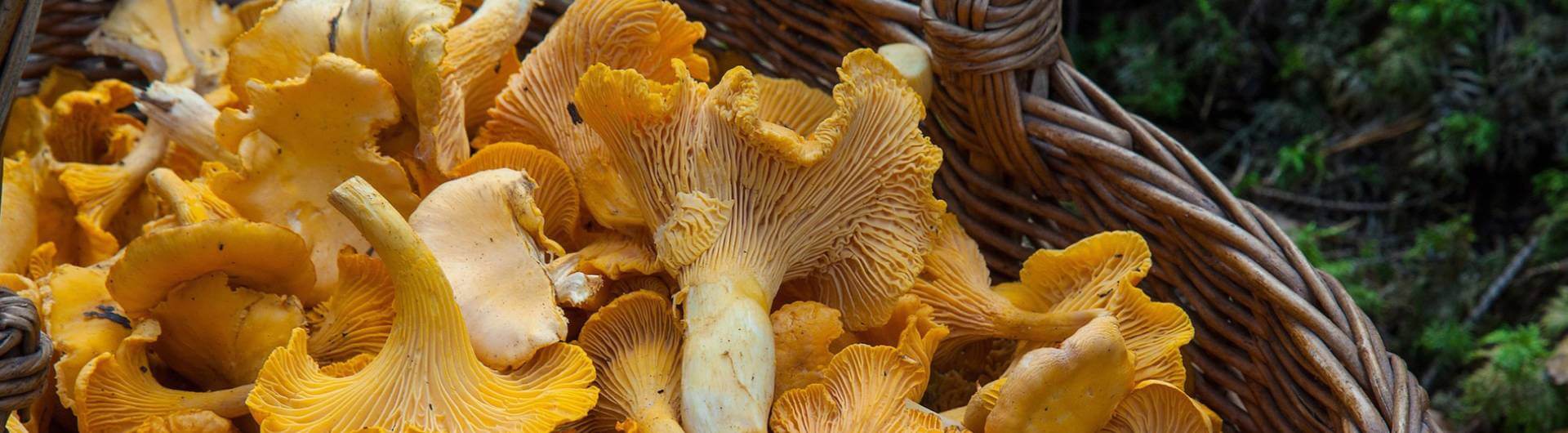 girolles