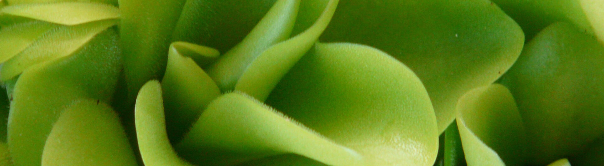 Pinguicula