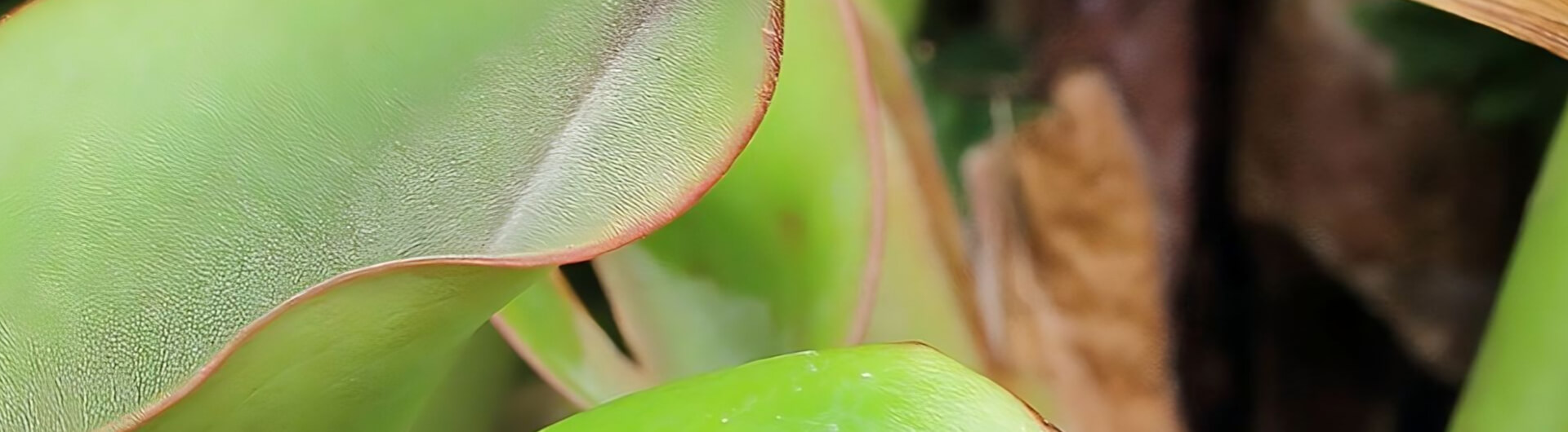 heliamphora-nutans