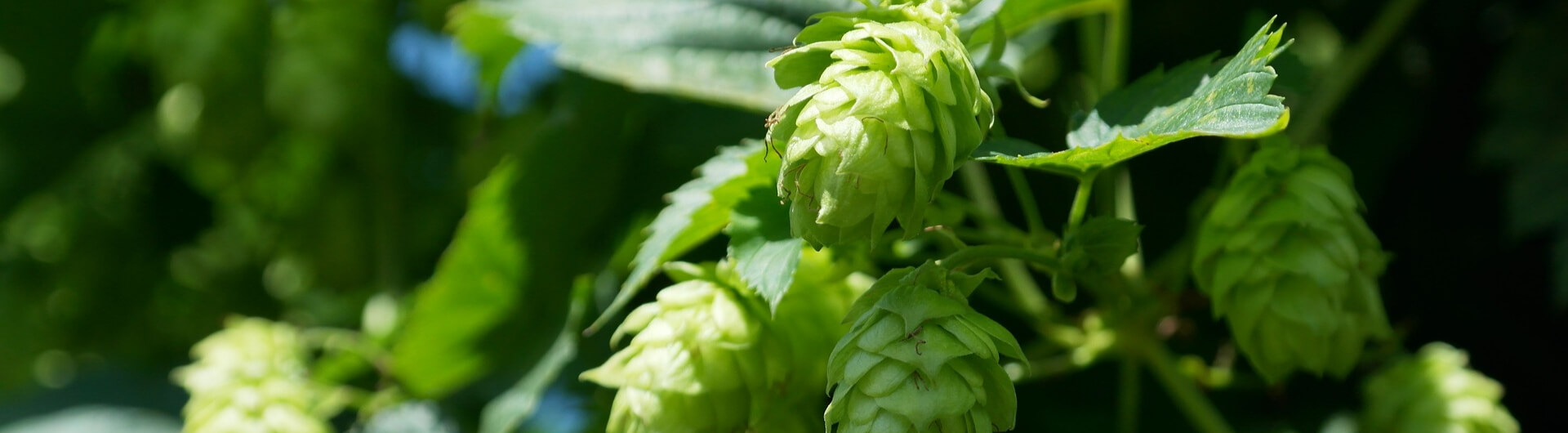 Le Houblon