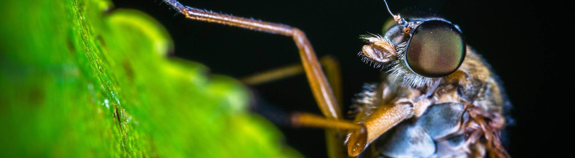 15 espèces de plantes carnivores à cultiver à la maison