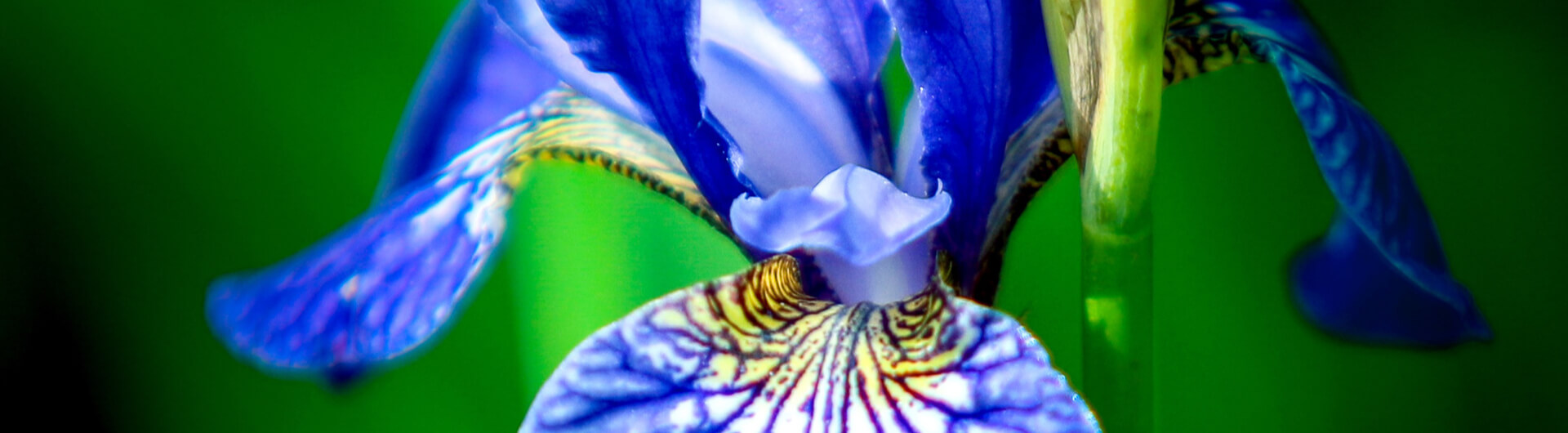 FLOREALPES : Iris albicans / Iris blanc / Iridaceae / Fiche détaillée  Fleurs des Hautes-Alpes