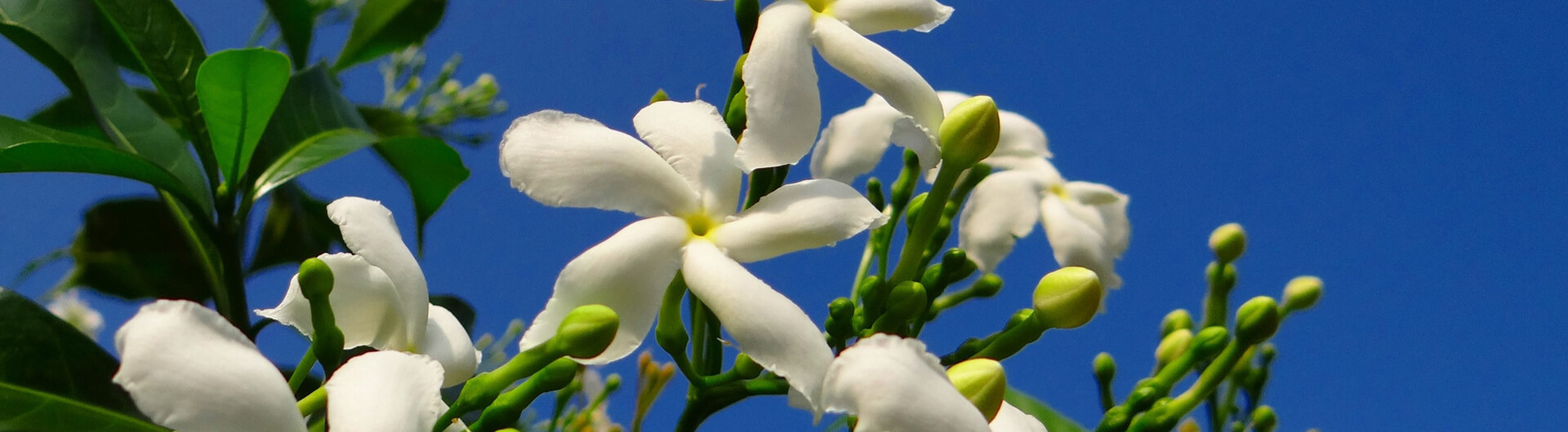 Le Jasmin blanc