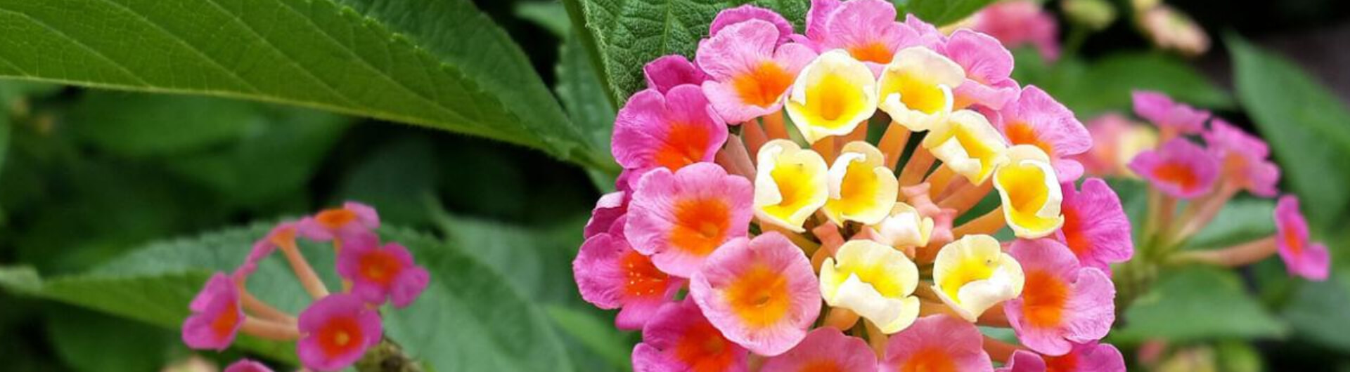 Le Lantana