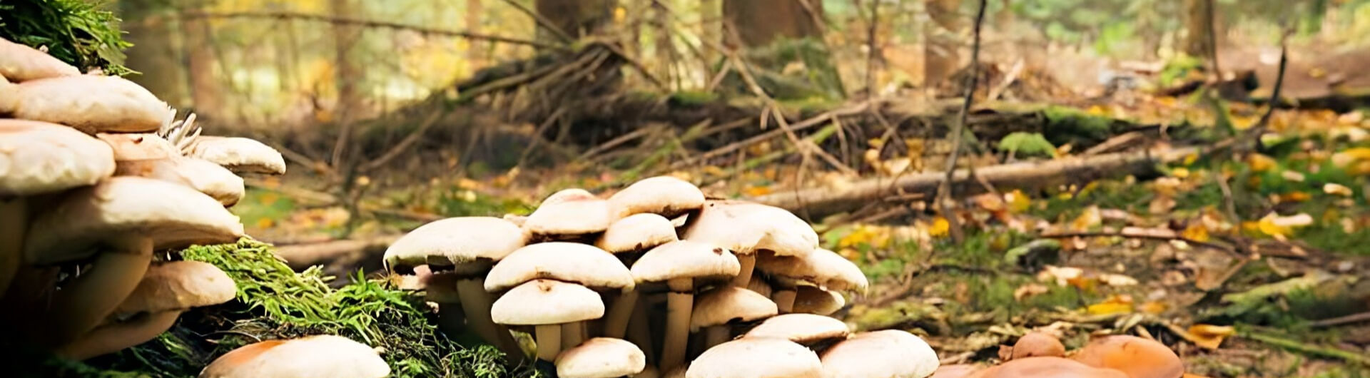 Les champignons aux formes particulières