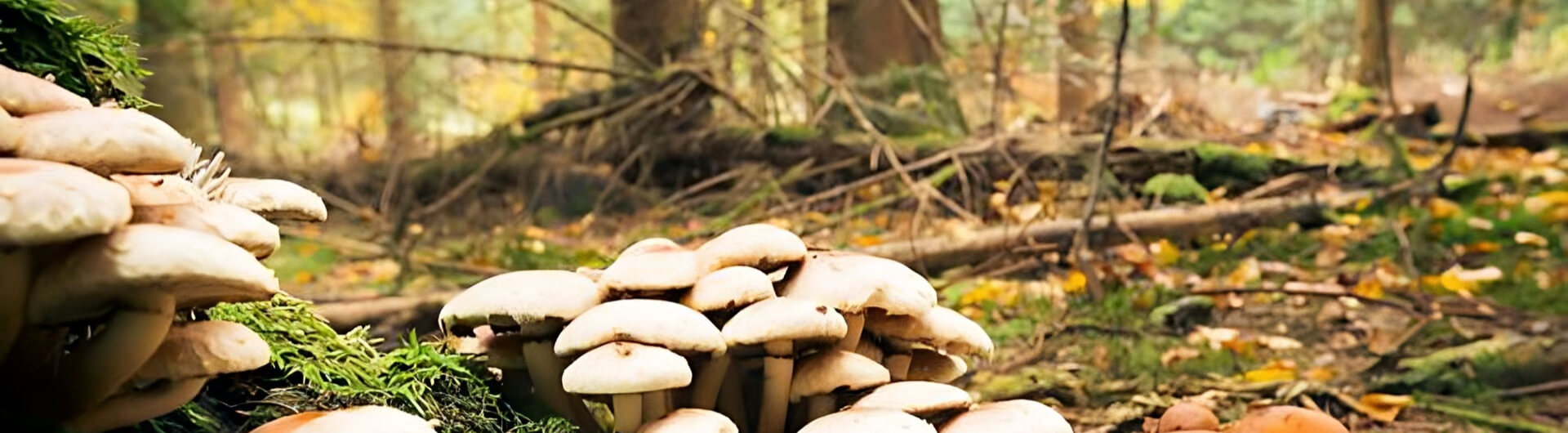 Le monde des champignons