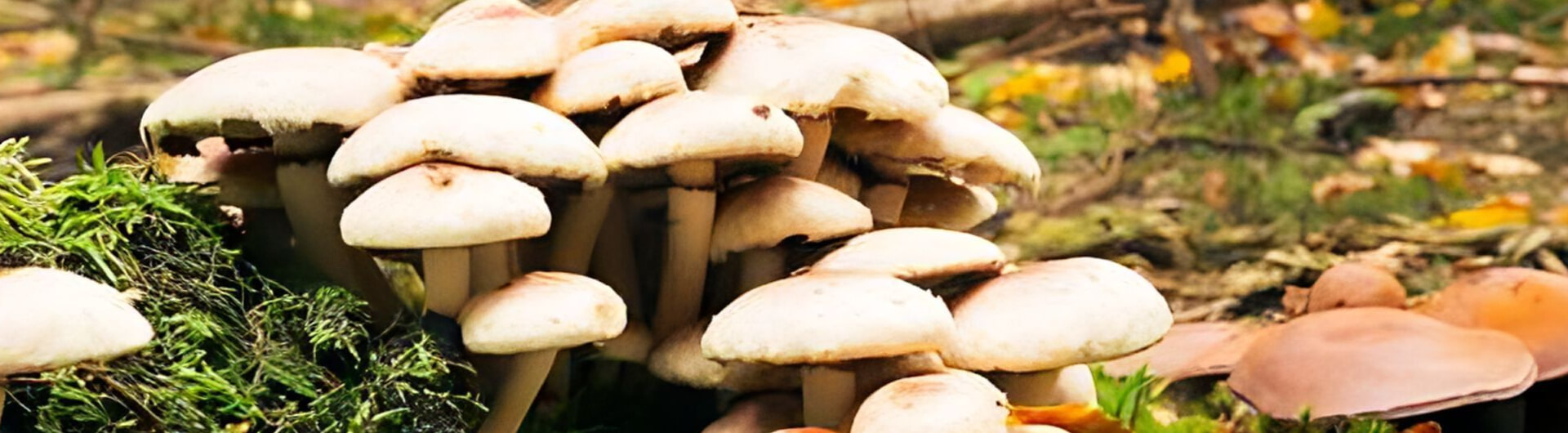 Quelques chiffres autour des champignons