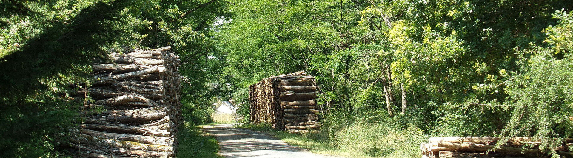 foret en sologne