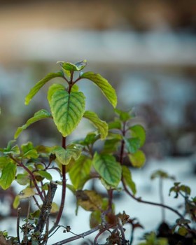 Découvrez les incroyables propriétés de la menthe aquatique !