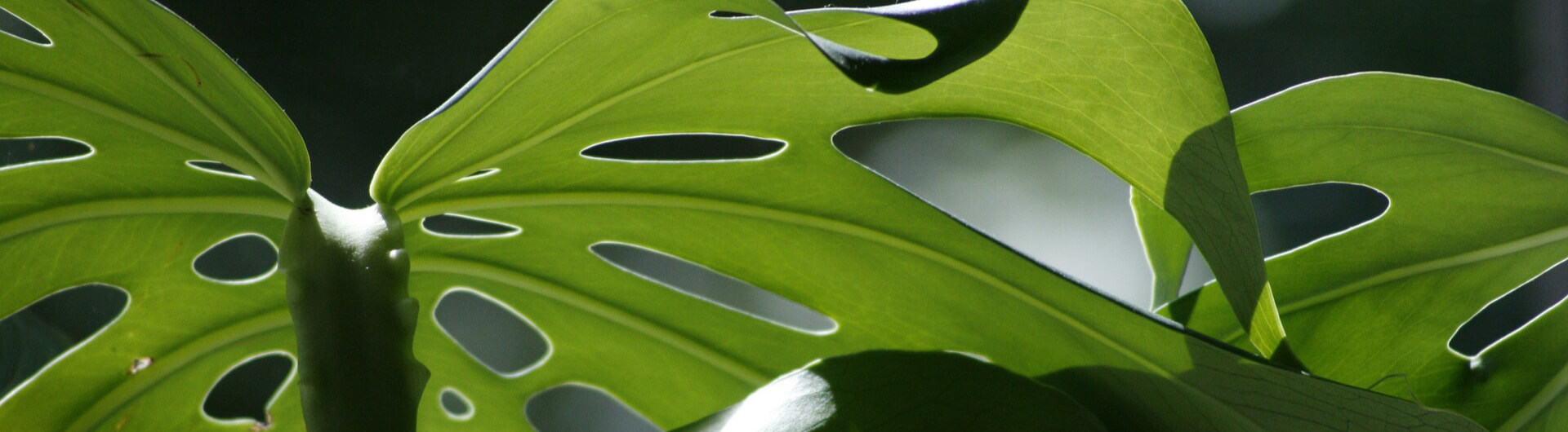 monstera – Parenthèse botanique