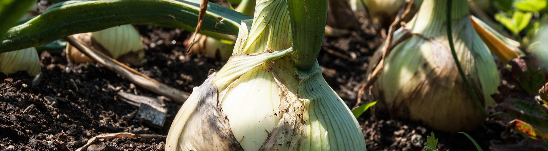 Oignon - Caractéristiques, Utilisations et Bienfaits - Phytothérapie -  France Minéraux