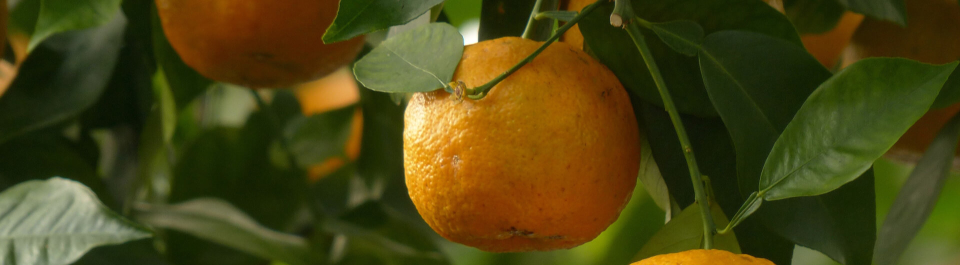 L'Oranger